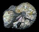 Iridescent Discoscaphites Gulosus Ammonite - South Dakota #22698-1